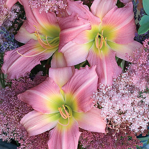 Bama Music Daylily - representative mature plant