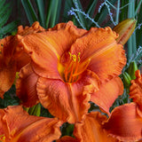 Fire King Daylily