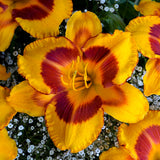 Fooled Me Daylily - representative mature plant