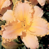 Lace Sampler Daylily