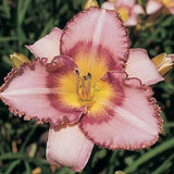 Lavender Showstopper Daylily