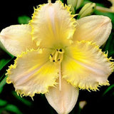 Lemon Fringed Pastel Daylily