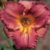 Dazzling Daylilies Clearance #1