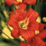 Pardon Me Daylily - representative mature plant