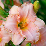 Dazzling Daylilies Clearance #1