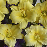 Stella Supreme Daylily - representative mature plant
