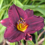 Storm Warning Daylily - representative mature plant