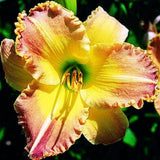 Dazzling Daylilies Clearance #1