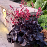 Handsome Heuchera