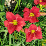Roy's Red Daylily