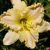 Happy Anniversary Daylily