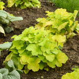 Pistachio Ambrosia Coral Bells