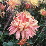 Homecoming Chrysanthemum