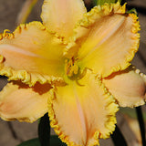 Dazzling Daylilies Clearance #1