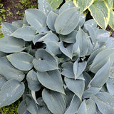 Canadian Blue Hosta
