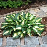Chain Lightning Hosta