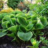 Christmas Tree Hosta