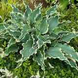 Mini to Mighty Hosta Collection