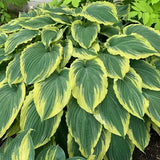 Spring Top 15 Hosta Collection