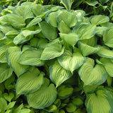 Guacamole Hosta