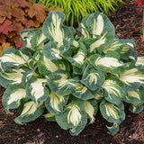Hans Hosta