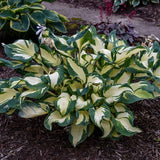 Hans Hosta