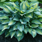 Spring Top 15 Hosta Collection