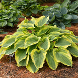 Mini to Mighty Hosta Collection