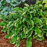 Spring Top 15 Hosta Collection
