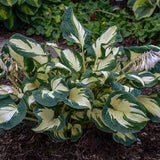 Hans Hosta