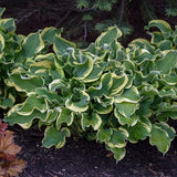 Wheee! Hosta