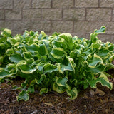 Wheee! Hosta