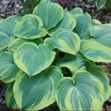 Earth Angel Hosta