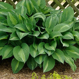 Striptease Hosta