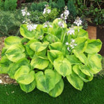 Summer Breeze Hosta - representative mature plant