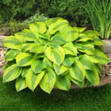 Velvet Moon Hosta