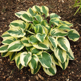 Wide Brim Hosta - 50 Pack - Wholesale Exclusive