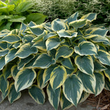 First Frost Hosta