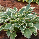Hope Springs Eternal Hosta