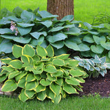 Mini to Mighty Hosta Collection