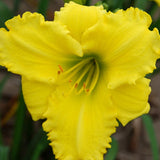 Hot Yellow Spot Daylily