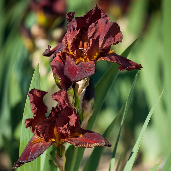 Bernice's Legacy Iris - representative mature plant