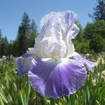Clarence Iris - representative mature plant