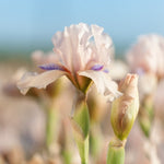 Concertina Iris - representative mature plant