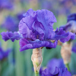 Dashing Iris - representative mature plant