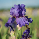 His Royal Highness Iris - representative mature plant