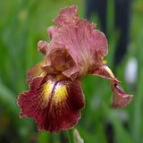 Paprika Fono Iris - representative mature plant