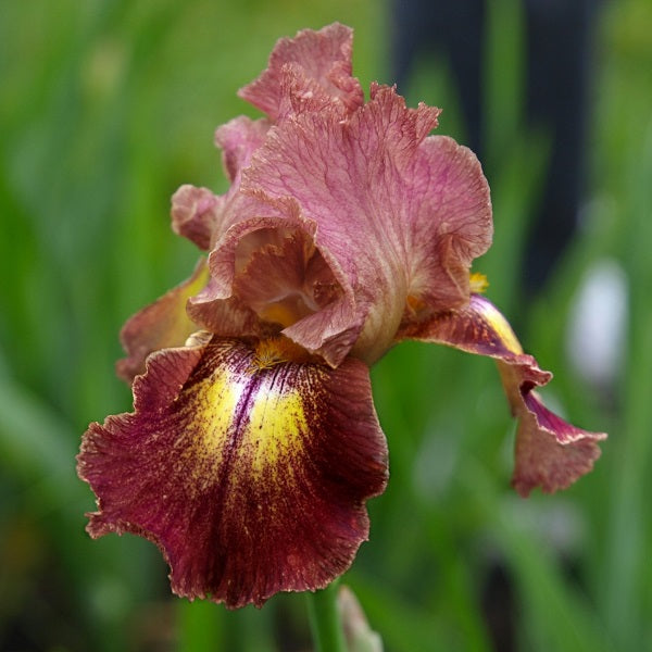 Paprika Fono Iris - representative mature plant