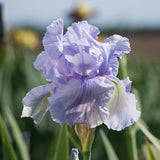 Rio Vista Iris - representative mature plant