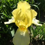 Blessed Again Dwarf Iris - representative mature plant